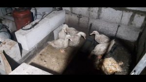 Во сколько следует рубить утку? Забой утки в 4 месяца... Новые поросята!