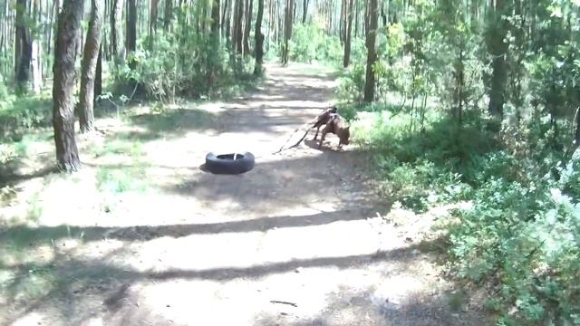 Тренировка вейтпуллинг. Weight pulling. Тренировка питбуля. Сильная тренировка не для новичков. смотреть онлайн
