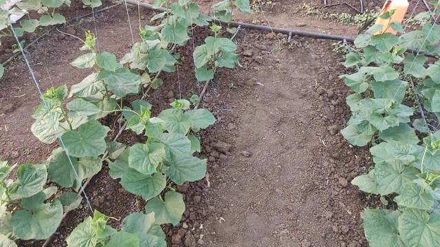 Стимулирование активного цветения на огурцах.Огурцы от А до Я #5 смотреть онлайн