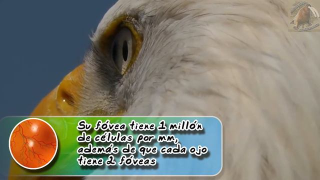 El ojo de las águilas | Como pueden ver tan bien | (Zoológico virtual) | ¿Sabias Qué?| смотреть онлайн