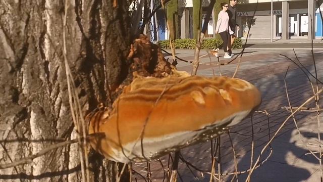 Phellinus De Chopo смотреть онлайн
