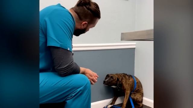 Испуганная собака не хочет покидать угол. То что сделал врач заставит вас заплакать!? смотреть онлайн