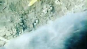 Кот ест землю