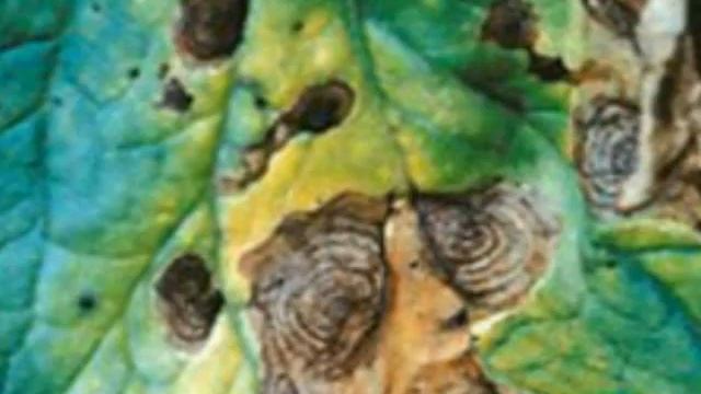 Болезнетворные бактерии растений смотреть онлайн