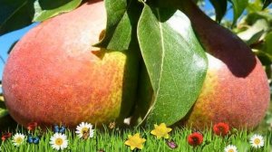 Груша обыкновенная Румяная Кедрина ? Обзор: посадка и уход. крупномеры груши: описание и особенност