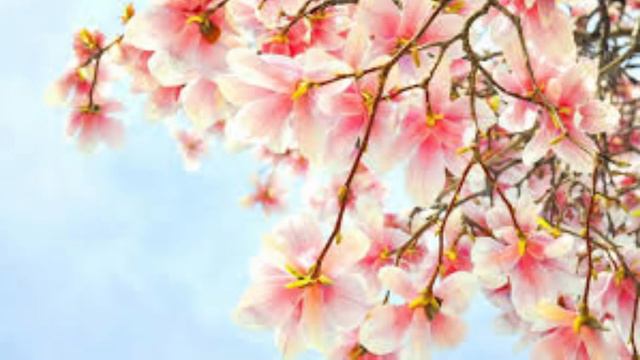 Magnolia (Latin America Folklore) Compose By Gerardo Somodevilla смотреть онлайн