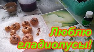 Гладиолусы после зимовки. Сухая выгонка