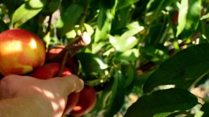 Нектарин Свит Леди /Sweet Lady/ persikovod.com