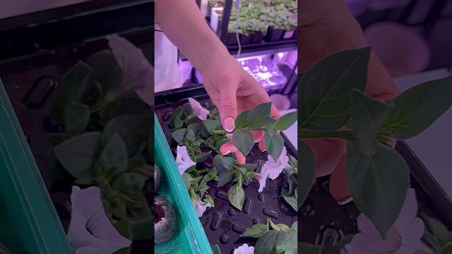 Черенкуем петунию. Это черенки с прошлого черенкования. Все укоренились 100%. смотреть онлайн