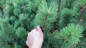Как собрать семена сосны горной | Размножение сосны семенами
