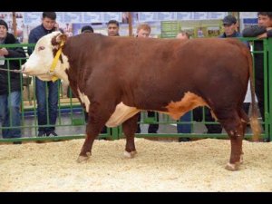 Быки породы Казахская белоголовая. Показ мясного КРС. Выставка Золотая Осень-2015