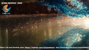 вуалевый вишневый барбус, мои советы для разведения рыбок