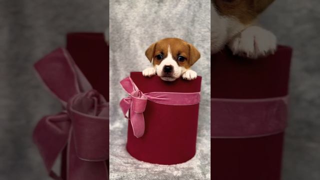 Мальчик ждет своего человека ❤️ #джекрасселтерьер #щенки #джекрассел #щенокджекрассел смотреть онлайн