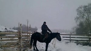 Лошадь первый раз под седлом. Разведение лошадей
