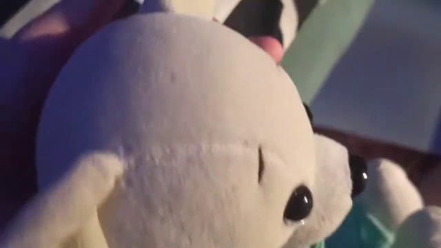 Собачки Lucky doggy  летят на самолёте