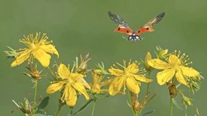 Жаратылыстану 4 сынып. Тұқым қалай түзіледі. Өсімдік қалай дамиды.