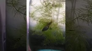 Вы узнаете как отсадить беременную самку Гуппи.№38