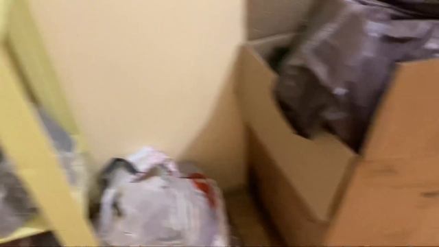 Американский булли/Бри и ее малыши! Как это было#аусси #американскийбулли #кроличьятакса #ДРТ