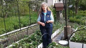 Огород ,совмещенные посадки,опора для фасоли.