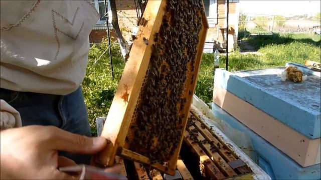 ГЛИЦЕРИНОВЫЕ ПОЛОСКИ 3. Клещ? Результаты расширения и своя вощина смотреть онлайн