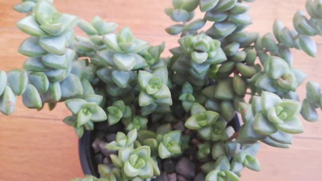 Quieres saber cuál fue Mi Primera Plantita‼️🥳/Historia Plantil/Jardinería /Plantas/jardín смотреть онлайн