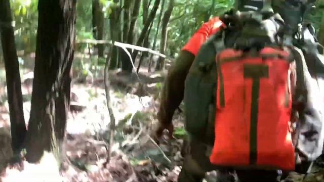 Добыли медведя с ошейником! Охота с лайками в штате Вест Вирджиния. смотреть онлайн