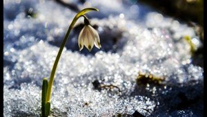 С Маршак Стихи о весне Снег теперь уже не тот #стихиовесне #стихидлядетей #поэты20века