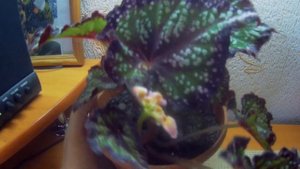 Бегония "Весенний сад" цветет? Калатея "МЕДАЛЬОН" семена бегонии