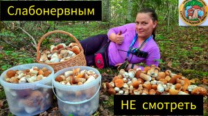 Спор С Женой  Кто Соберет Самую Грибную Поляну. Белые Грибы