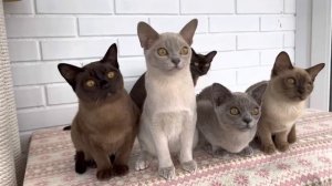 Бурма котята, окрасы бурмы