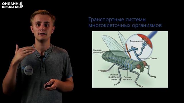 Транспорт веществ в организме. Видеоурок 12. Биология 9 класс смотреть онлайн