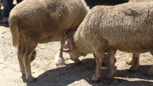 Скотный базар в МАНАСЕ накануне Курбан-Байрама. Насколько подняли цены из-за праздника. ДАГЕСТАН.