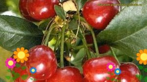 Вишня Олимпийская. Краткий обзор, описание характеристик prunus cerasus Olimpiyskaya