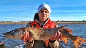 УЛОВ ЗА ДВА ЧАСА. РЫБАЛКА С ЛОДКИ НА ХИЩНИКА В НОЯБРЕ. СЕЗОН ЕЩЕ НЕ ЗАКРЫТ! А ТРОФЕИ ТО ЕЩЕ РАДУЮТ!