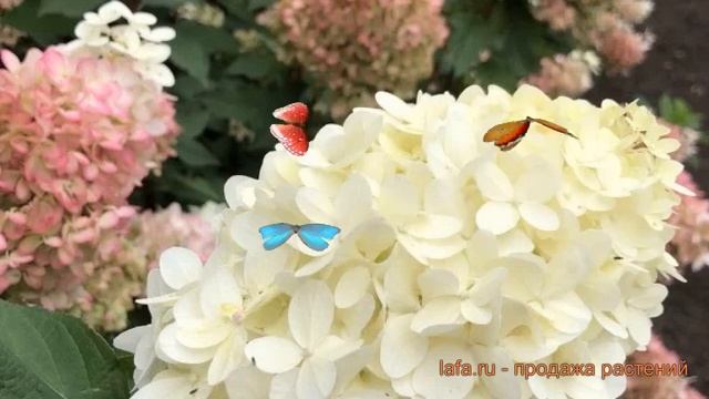 Гортензия метельчатая Пинкачу (pinkachu pinkachu) ? обзор: как сажать, саженцы гортензии Пинкачу