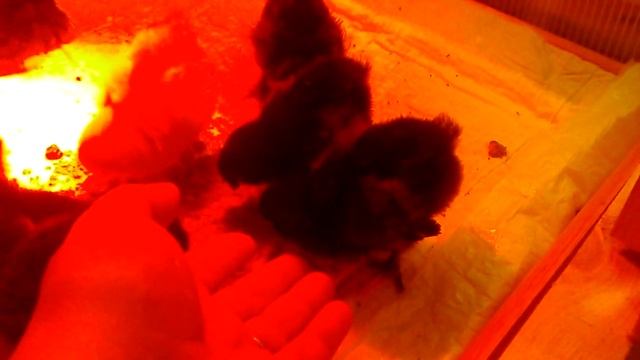 Мараны из Германии. смотреть онлайн