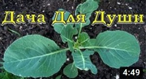 Как бороться с КРЕСТОЦВЕТНОЙ БЛОХОЙ на капусте?