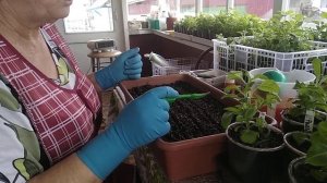 Сеем правильно Астру,чтобы не заболела фузариозом