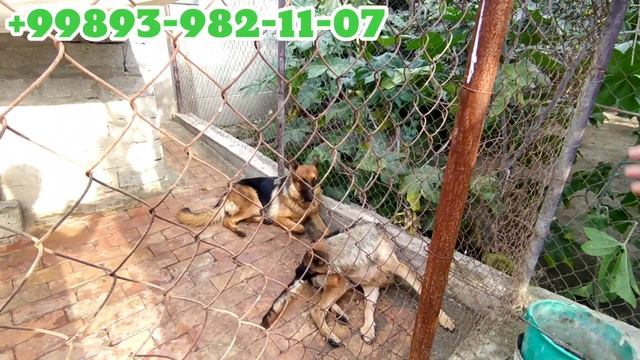 ZOTI TOZA NEMETSKIY OVCHARKA KUCHUKLAR SOTILADI смотреть онлайн