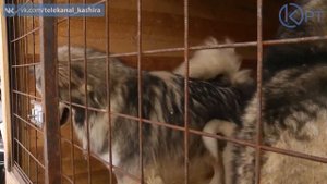 ЗООСТУДИЯ «КОВЧЕГ»