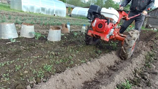 Окучивание картофеля мотоблоком / Мотоблок мтз Беларус 09Н