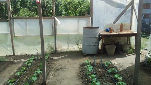 Значение полива для огурца в жаркую погоду. смотреть онлайн