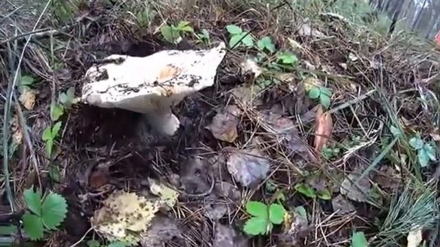 ГРУЗДИ В СИБИРИ. MUSHROOMS IN SIBERIA. смотреть онлайн