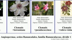 Angiospermae, orden Ranunculales, familia Ranunculaceae, dividir 1 clematis anemone aquilegia