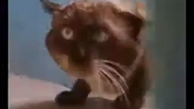 Буйный Кот (Wild cat) смотреть онлайн