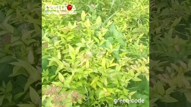 Спирея японская Голдфлейм gold flame смотреть онлайн