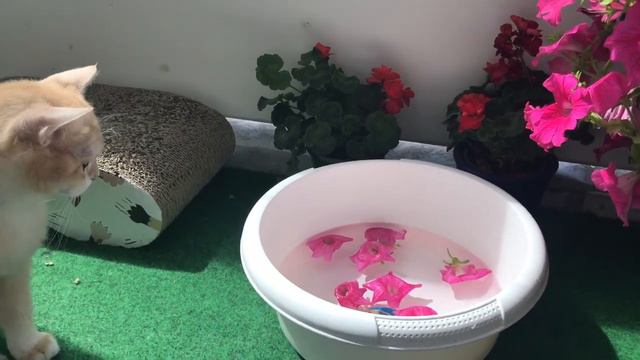 🧡🧡🧡КОТЯТА,ЗОЛОТАЯ ШИНШИЛЛА❤️❤️❤️ЦЕЛЫЙ ДЕНЬ ИГРАЮТ🤩