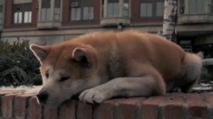 Хатико клип