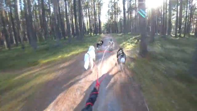 Клуб северных ездовых собак Хаски 186 провожает последний день теплой погоды смотреть онлайн