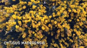 Cytisus maderensis. Garden Center online Costa Brava - Girona.